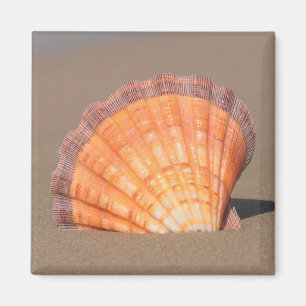 Scallop Shell Kreta, Griekenland Magneet