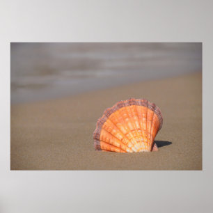 Scallop Shell  Kreta, Griekenland Poster