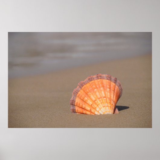 Scallop Shell| Kreta, Griekenland Poster (Voorkant)