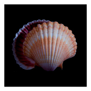 Scallop Shell Perfect Poster