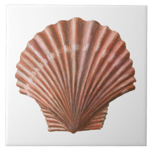 Scallop Shell Tegeltje