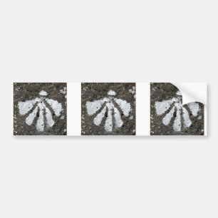 Scallop Shells Bumpersticker