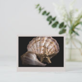Scallop, Welk, Zee Star Briefkaart (Staand voorkant)