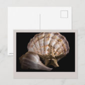 Scallop, Welk, Zee Star Briefkaart (Voorkant / Achterkant)