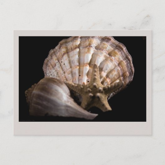 Scallop, Welk, Zee Star Briefkaart (Voorkant)