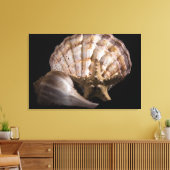 Scallop, Welk, Zee Star Canvas Afdruk (Insitu (Woonkamer))