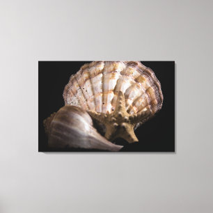 Scallop, Welk, Zee Star Canvas Afdruk