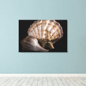 Scallop, Welk, Zee Star Canvas Afdruk (Insitu (Houten vloer))