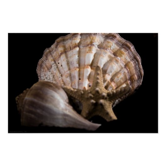 Scallop, Welk, Zee Star Perfect Poster (Voorkant)