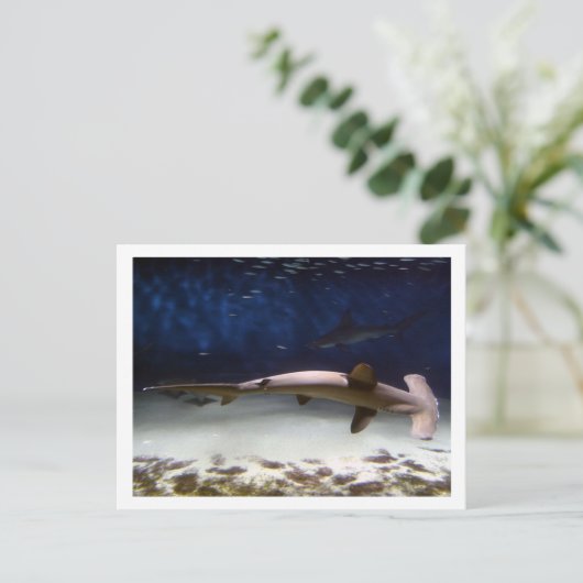 Scalloped Hammerhead Shark Briefkaart (Staand voorkant)