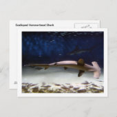 Scalloped Hammerhead Shark Briefkaart (Voorkant / Achterkant)