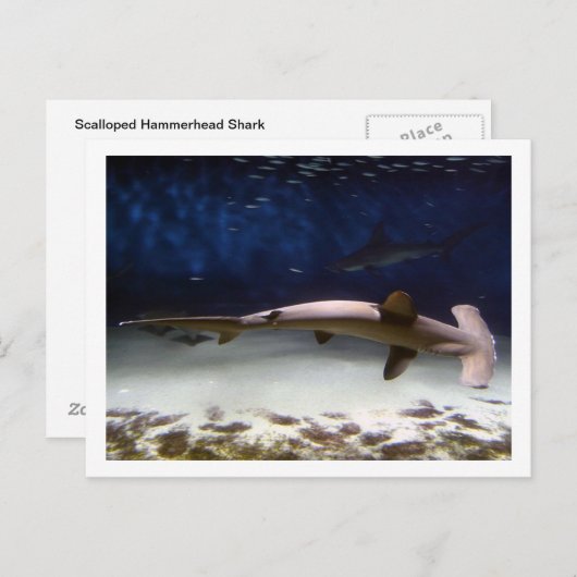 Scalloped Hammerhead Shark Briefkaart (Voorkant / Achterkant)