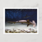 Scalloped Hammerhead Shark Briefkaart (Voorkant)
