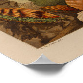 Scallops Shells  Illustratie van de Kleur van de K Poster (Hoek)