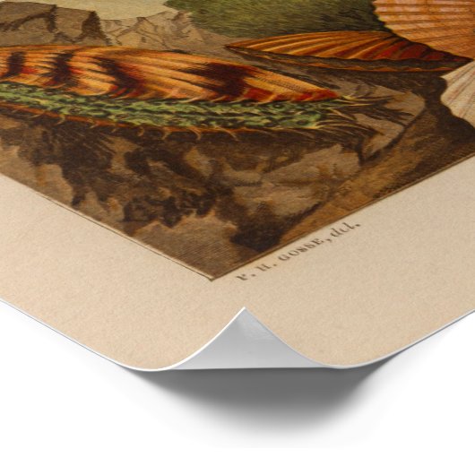 Scallops Shells  Illustratie van de Kleur van de K Poster (Hoek)