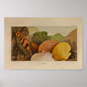 Scallops Shells  Illustratie van de Kleur van de K Poster (Voorkant)