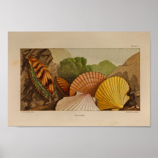 Scallops Shells  Illustratie van de Kleur van de K Poster (Voorkant)
