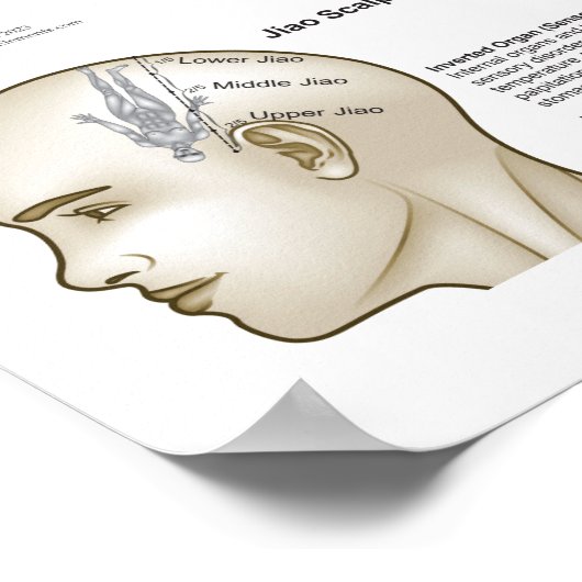 Scalp Head Acupuncture Points Poster (Hoek)