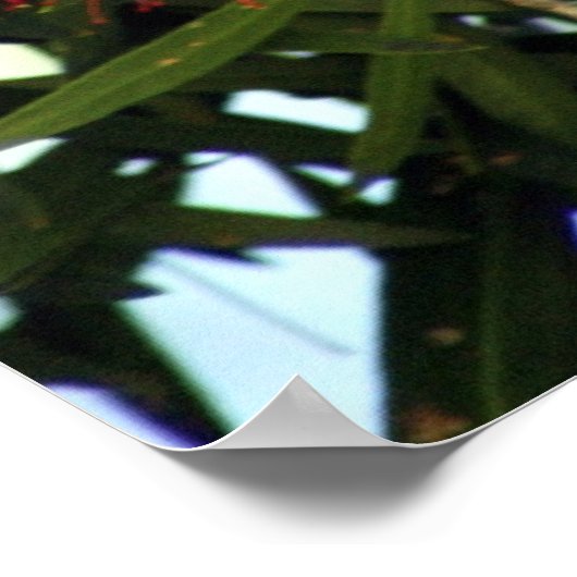 Scaly Breasted Lorikeet Poster (Hoek)