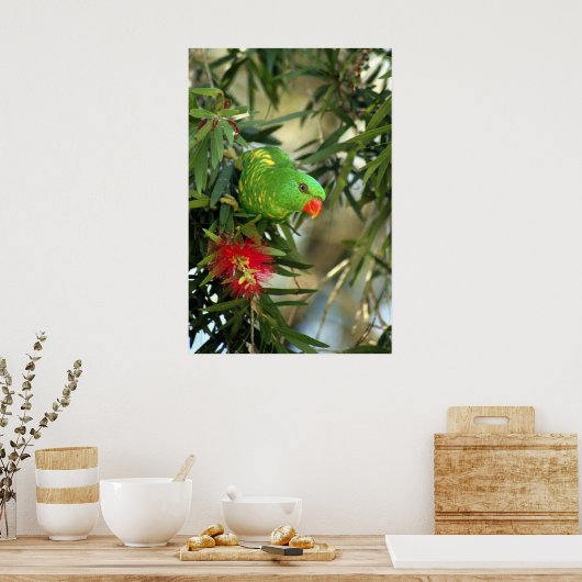 Scaly Breasted Lorikeet Poster (Keuken)