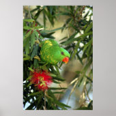 Scaly Breasted Lorikeet Poster (Voorkant)