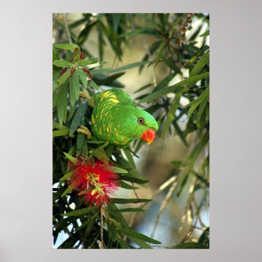 Scaly Breasted Lorikeet Poster (Voorkant)