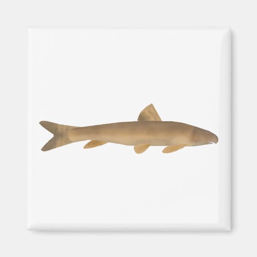 Scaly Osman Magneet (Voorkant)