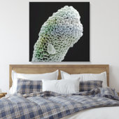 Scanning elektronenmicroscoop afbeelding van stigm canvas afdruk (Insitu (Slaapkamer))