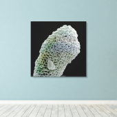 Scanning elektronenmicroscoop afbeelding van stigm canvas afdruk (Insitu (Houten vloer))