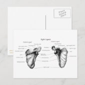 Scapula-gegevens Briefkaart (Voorkant / Achterkant)