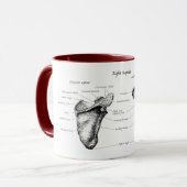 Scapula-gegevens Mok (Voorkant links)