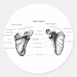 Scapula-gegevens Ronde Sticker