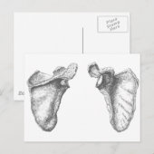 Scapula Gray Briefkaart (Voorkant / Achterkant)