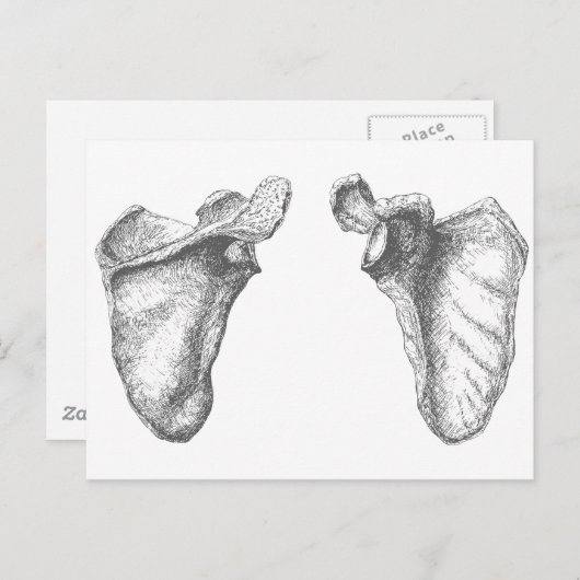 Scapula Gray Briefkaart (Voorkant / Achterkant)