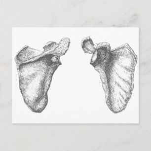 Scapula Gray Briefkaart