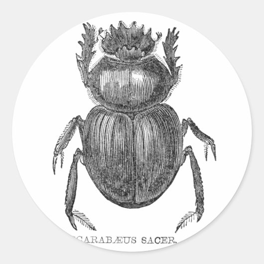 Scarab Beetel  pen en inkttekening Ronde Sticker (Voorkant)