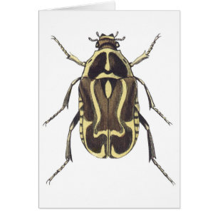 Scarab Beetle