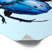 Scarab Beetle Art Blue Entomology Insect Poster (Hoek)
