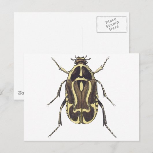 Scarab Beetle Briefkaart (Voorkant / Achterkant)