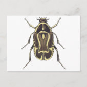 Scarab Beetle Briefkaart (Voorkant)