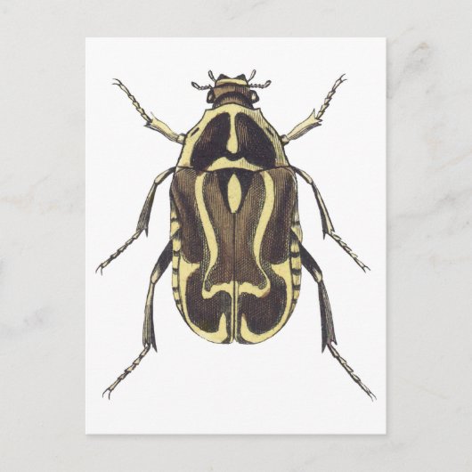 Scarab Beetle Briefkaart (Voorkant)