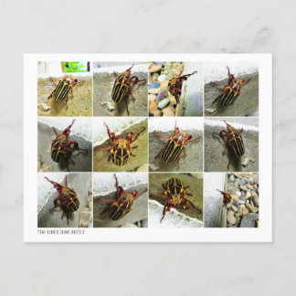 Scarab June Beetle Insect Big Bug Briefkaart