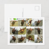 Scarab June Beetle Insect Big Bug Briefkaart (Voorkant / Achterkant)