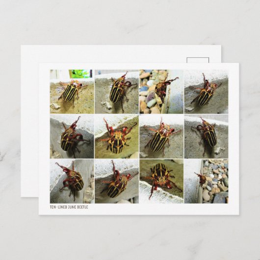 Scarab June Beetle Insect Big Bug Briefkaart (Voorkant / Achterkant)