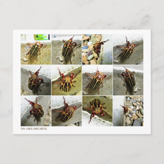 Scarab June Beetle Insect Big Bug Briefkaart (Voorkant)