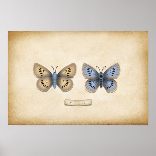 Scarce Large Blue Butterfly Naturalist Specimen Po Poster (Voorkant)