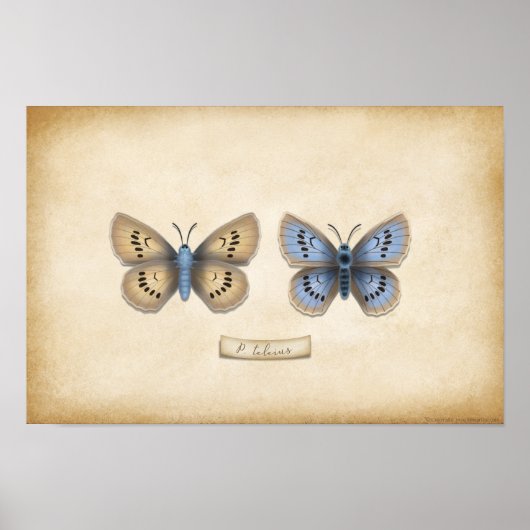 Scarce Large Blue Butterfly Naturalist Specimen Poster (Voorkant)