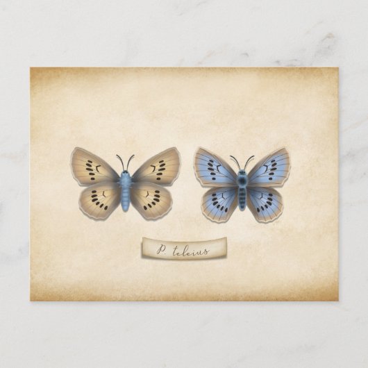 Scarce Large Blue Butterfly Specimen Briefkaart (Voorkant)