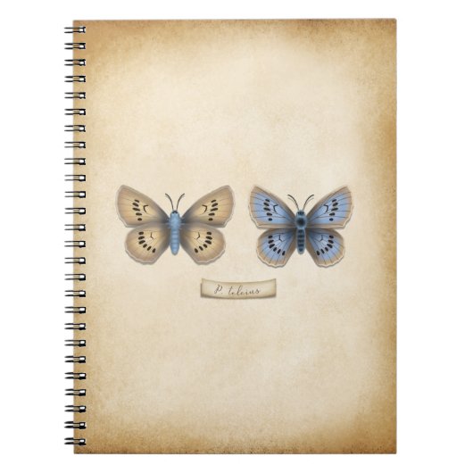 Scarce Large Blue Butterfly Specimen stijl Notitieboek (Voorkant)