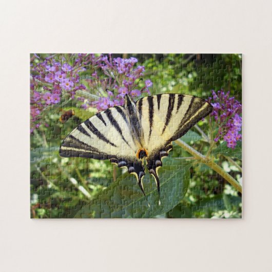 Scarce Swallowtail Butterfly Foto Puzzle Legpuzzel (Horizontaal)